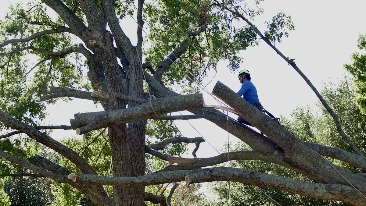 Professional Crown Thinning performed by certified arborists in Schulenburg