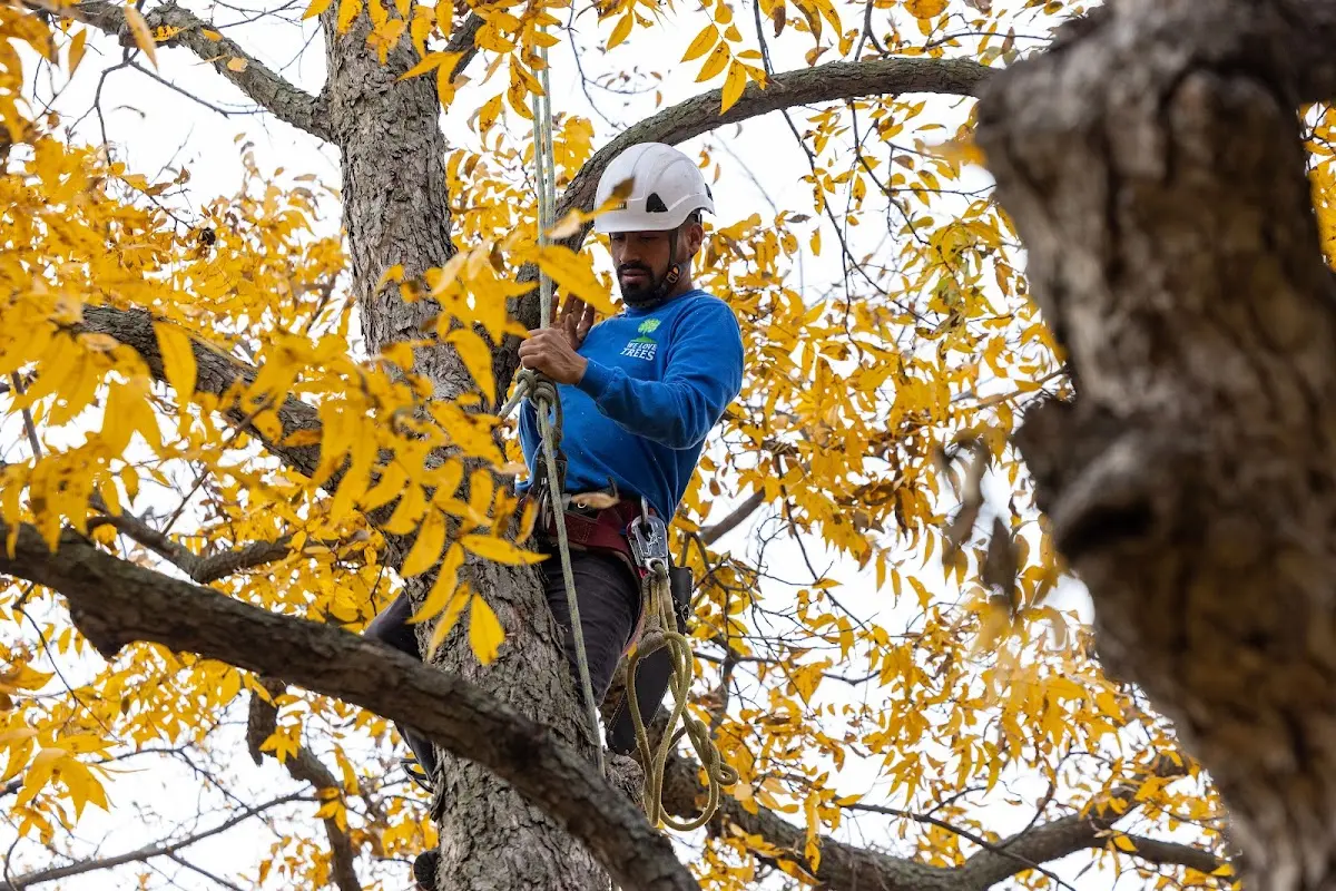 Skilled Tree Planting crew working in Schulenburg