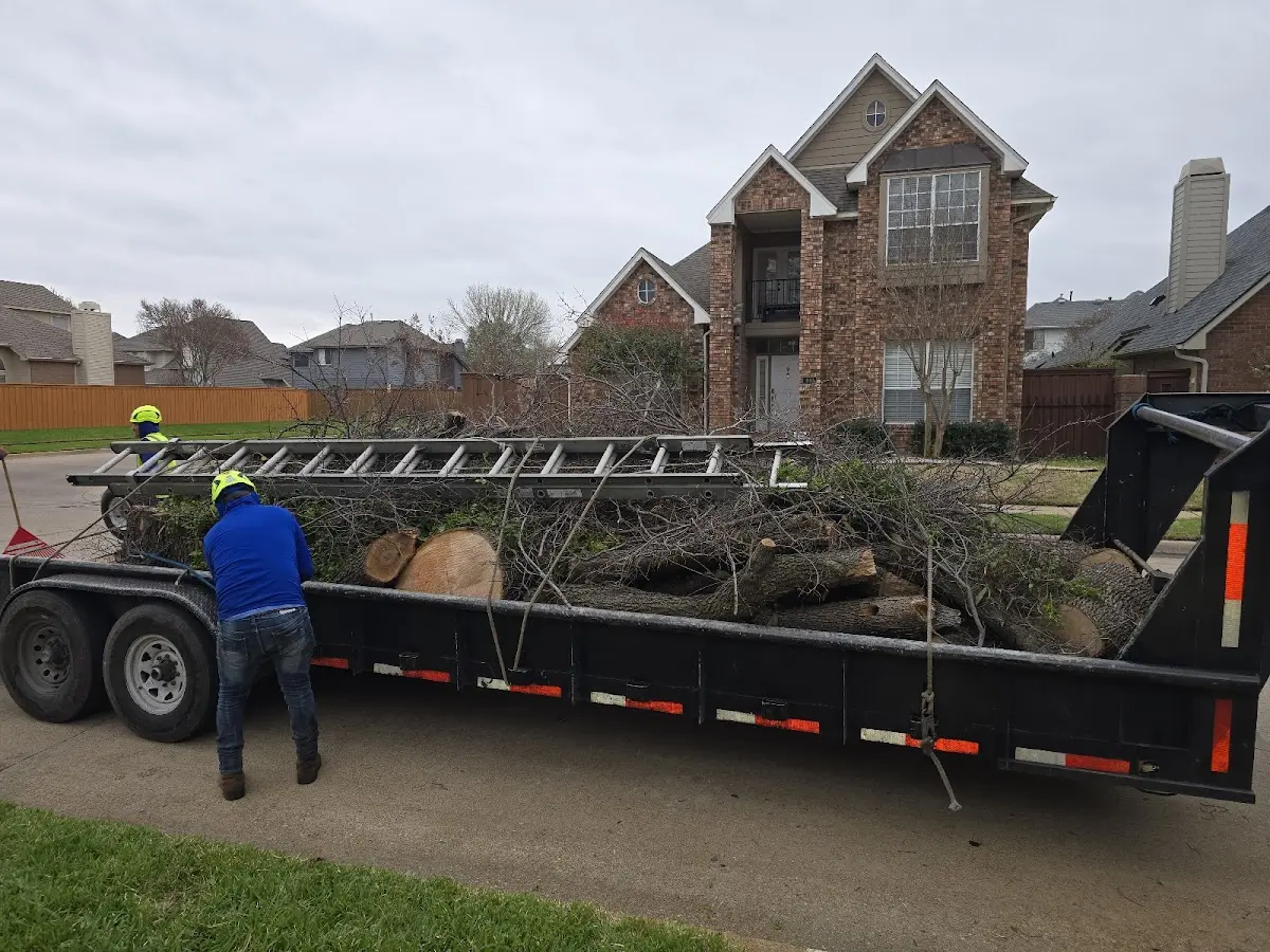Expert Deadwooding with proper safety equipment in Schulenburg